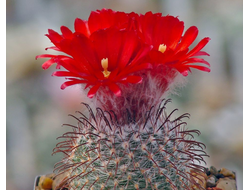 Parodia sanguiniflora P 158 - 10 семян