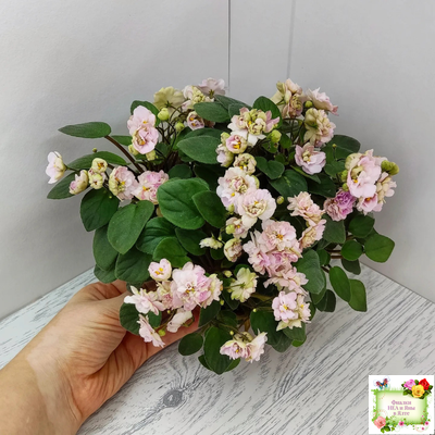 Pink Mint (S.Sorano) трейлер (пасынок срез)