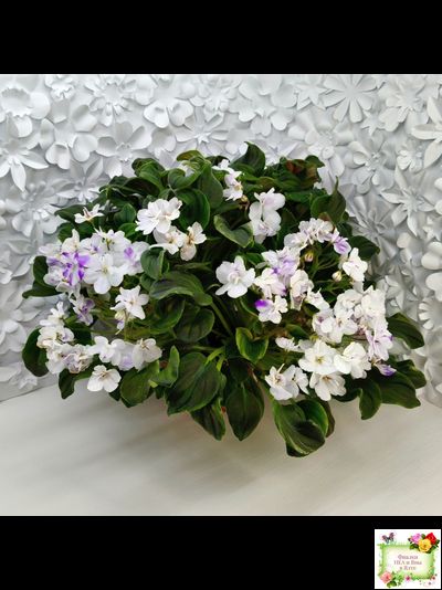 LV-Яночка (Л. Шевелева) 2023 г. трейлер (клакамас с кроновой пестролистностью)