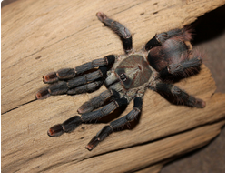 Tapinauchenius subcaeruleus