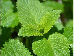 Мелисса лекарственная Limoncello Lemon scented, p9