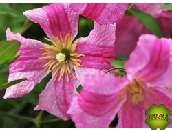 Клематис Краковяк (до 3 м, III группа обрезки). Зимовавший саженец