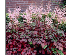 Астильба Колор Флэш Супер (Color Flash Super)