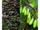 Актинидия коломикта Сладкая палочка (женское растение) 3-х летка горш.С3л