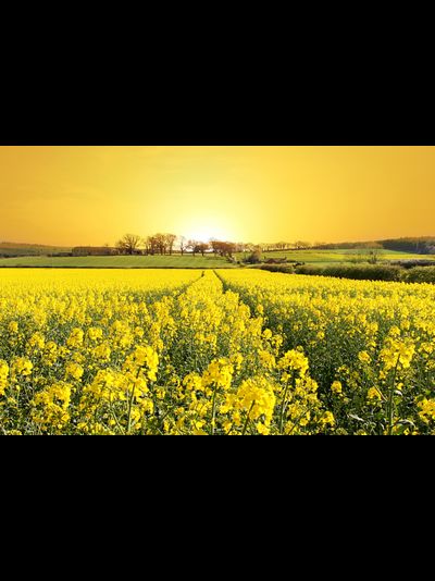 Купить греющую картину с фото цветочная поляна на закате