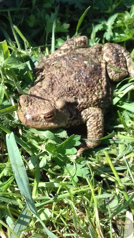 Серая жаба, Bufo bufo