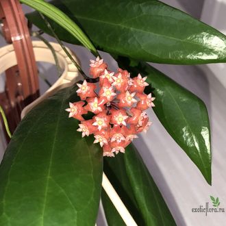 Hoya ilagiorum