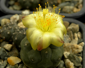 Copiapoa hypogaea KP 815 C (D=15-20mm) с деткой