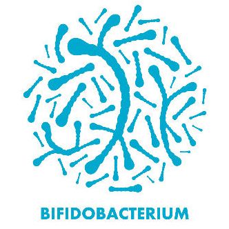 Бифидобактерии обитают в толстом кишечнике и играют жизненно важную роль в поддержании гомеостаза