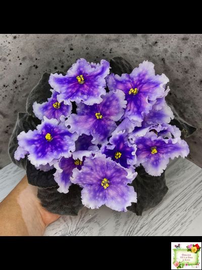 Dn-Огни Бродвея (Д. Денисенко) 2020 г.