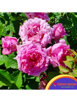 Бьенвеню (Bienvenue)