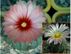 Astrophytum AS SUPER TOKUSHIRI X ASRF X AS SUPER TOKUSHIRO orange fl. - 5 семян