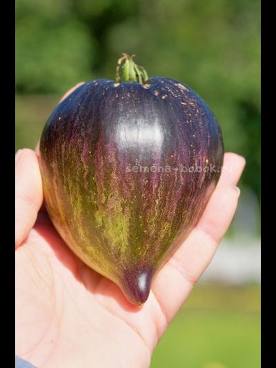 Томат Изумрудная Парча, 10 шт