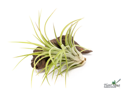 Тилландсия Ionantha x Pruinosa