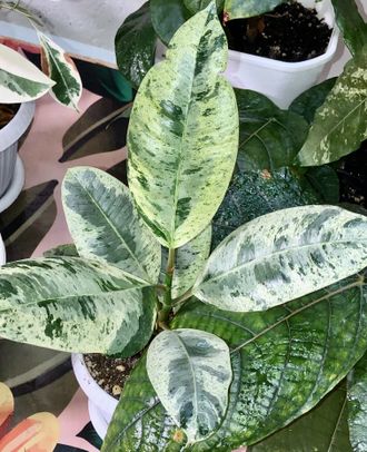 Фикусы - Ficus elastica "shivereana" / фикус эластика шривериана