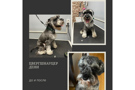 Цвергшнауцер ДЕНИ