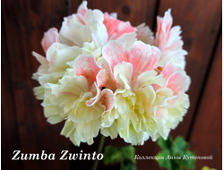 Пеларгония  Zumba Zwinto
