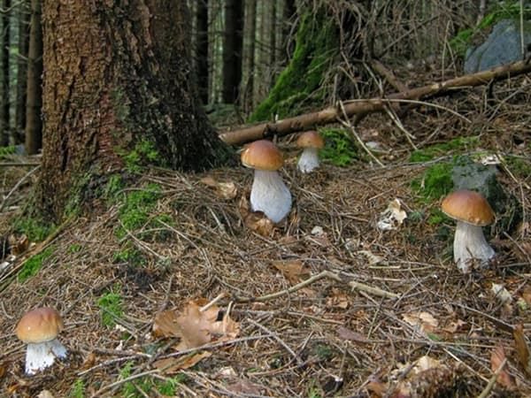 Особливості росту грибів у лісах