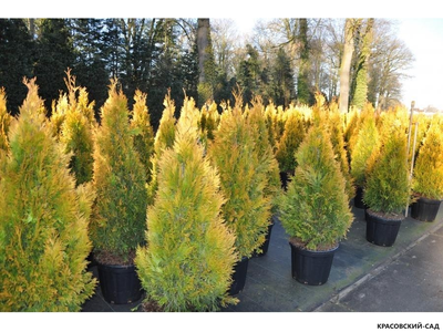 Туя Еллоу Риббон - Yellow Ribbon