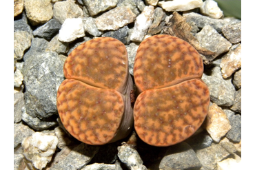 Lithops bromfieldii v. glaudinae 
 