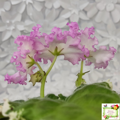 Nik-Обыкновенная Богиня (Н. Булко) 2023 г. (сортовая омоложенная розетка)