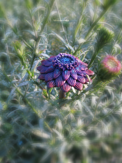 Кольцо в виде цветка "Чаровник Фиолетовый"