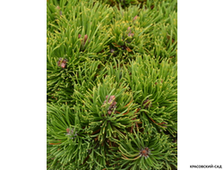 Сосна горная Петерле - Peterle