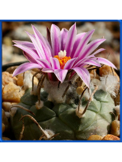 Turbinicarpus schwarzii v. rubriflorus