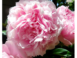 Пион Sarah Bernhardt (Сара Бернар)