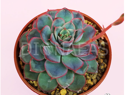 Echeveria Mystery