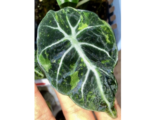Ароидные - Аlocasia Black Velvet variegata / Алоказия Блек вельвет ...