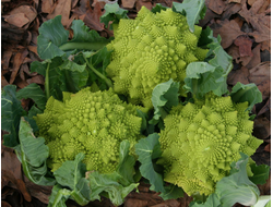 Капуста цветная (Романэско) Пунтоверде, 9 шт