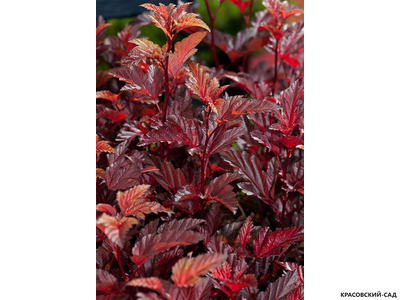 Пузыреплодник калинолистный Литтл Энджел