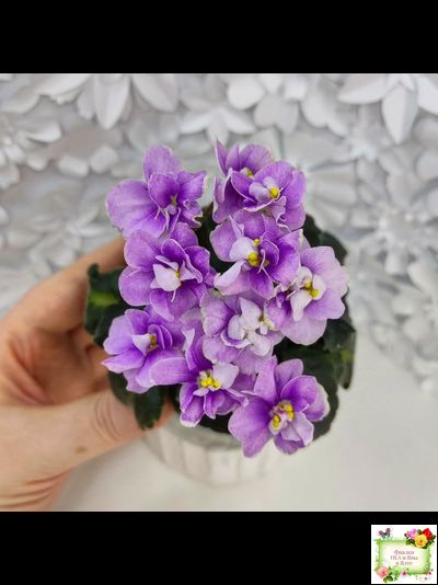 Fay's Madeleine (F. Wagman)