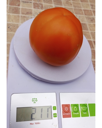 Томат Мамино наследство