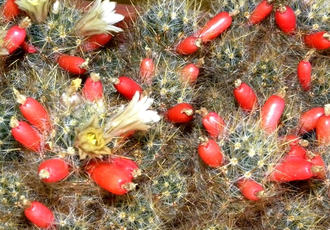 Mammillaria prolifera