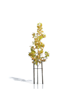 Billboards Дерево осеннее_01