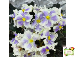 РМ-Золотой Берилл (Н.Скорнякова)