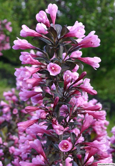 Вейгела цветущая Нана Пурпуреа фото цветения красовский-сад.рф