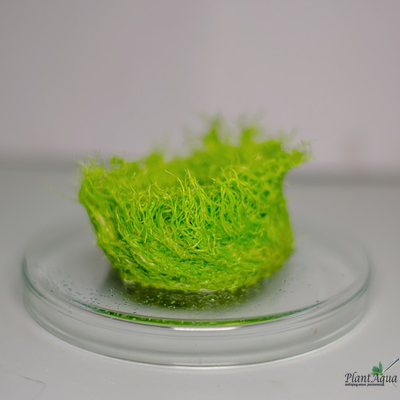 UTRICULARIA GRAMINIFOLIA/ УТРИКУЛЯРИЯ ГРАМИНИФОЛИЯ (меристемная)