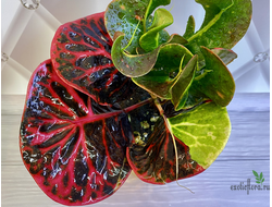 Кротон Phaya Petch