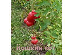 Томат Йошкин кот