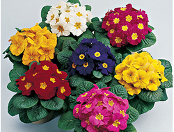 Примула бесстебельная Primera Mix, p9