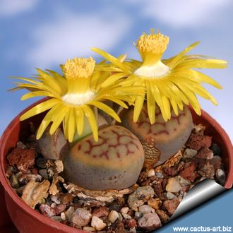 Lithops schwantesii (syn.gulielmi) C184 (MG) - 10 семян