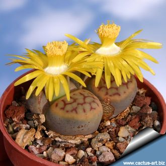 Lithops schwantesii (syn.gulielmi) C184 (MG-1721) - 10 семян