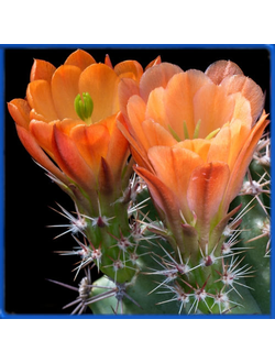 Echinocereus coccineus v. gurneyi SB 351