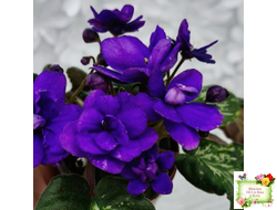 Sterling Trinket (E. Champion) (лист посажен 30.01.26)