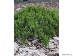 Можжевельник обыкновенный Мейер в сетке и мешковине готова к доставке - Красовский-Сад.рф