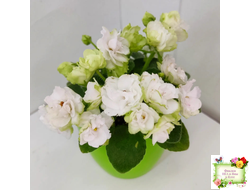 Irish Flirt mini (S.Sorano)