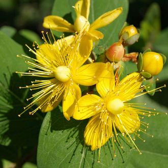 Зверобоя продырявленного мацерат (Hypericum perforatum) масляный экстракт, Россия 50 мл